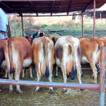 【神津牧場】キュートなヒップの「ジャージー牛」と触れ合える。